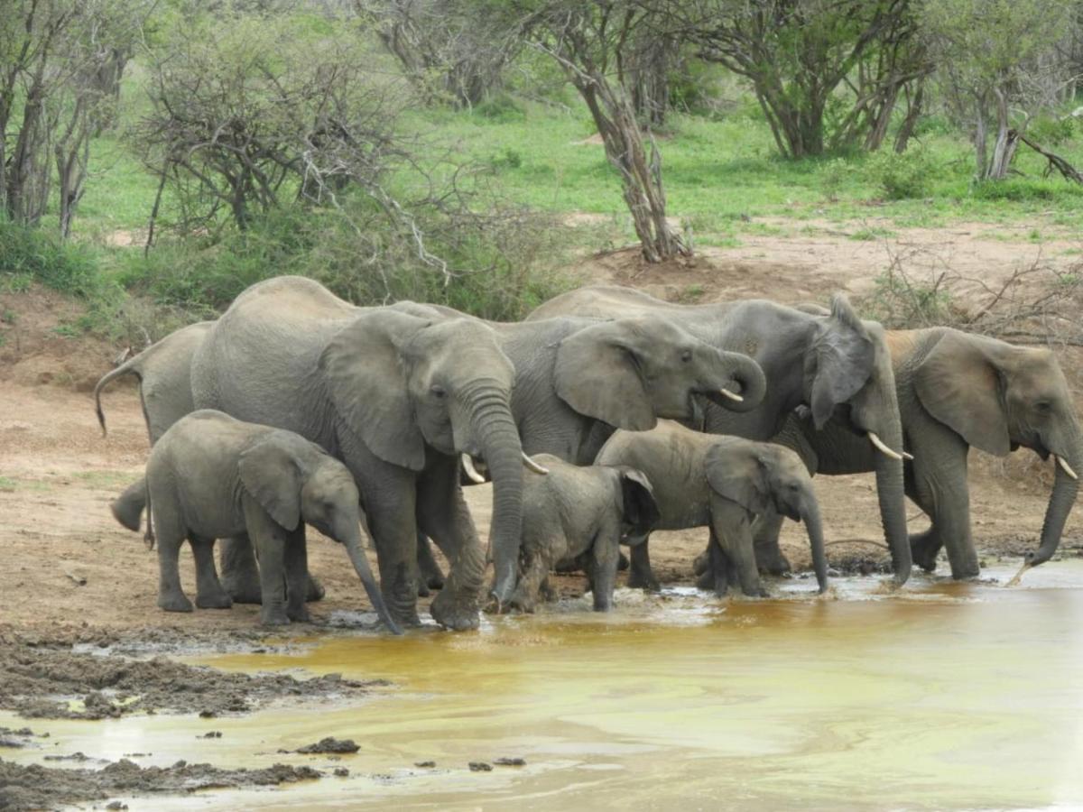 Bongan Safari Lodge Mbabat Zewnętrze zdjęcie